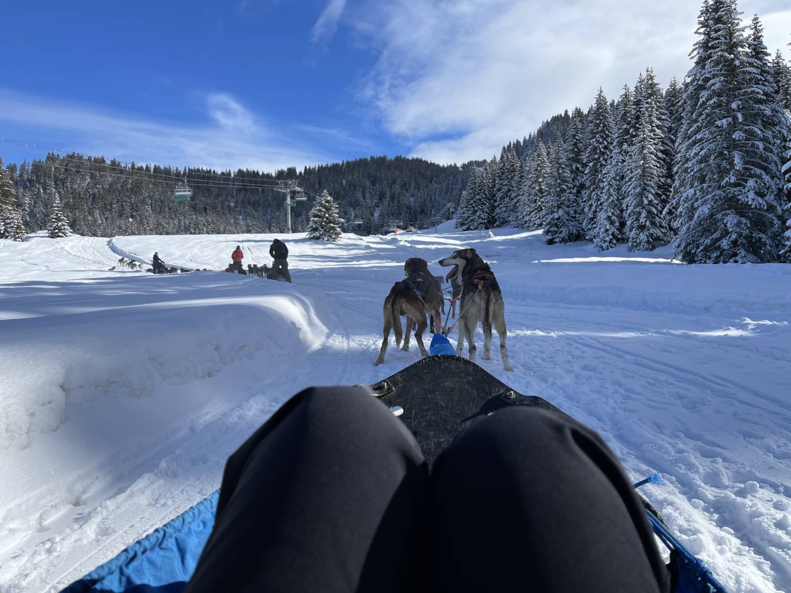 Activité balade en chien de traineaux lors de votre incentive à Courchevel