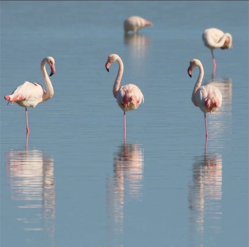 Visite d’une réserve de flamants roses