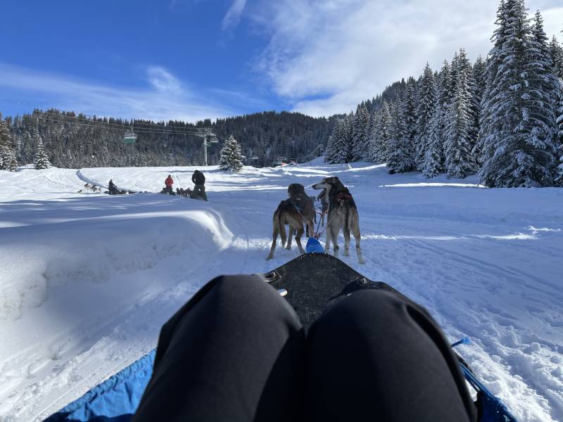 Activité balade en chien de traineaux lors de votre incentive à Courchevel