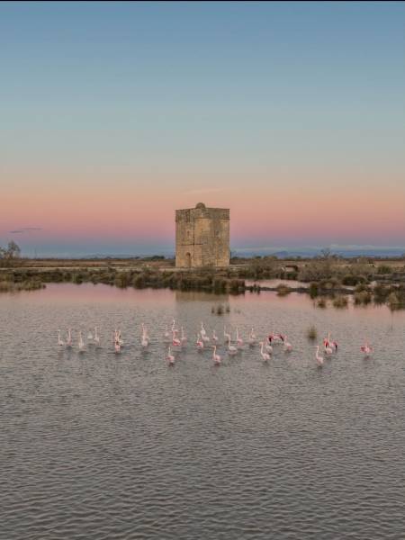 Excursion flamants roses pour votre événement d'entreprise Camargue
