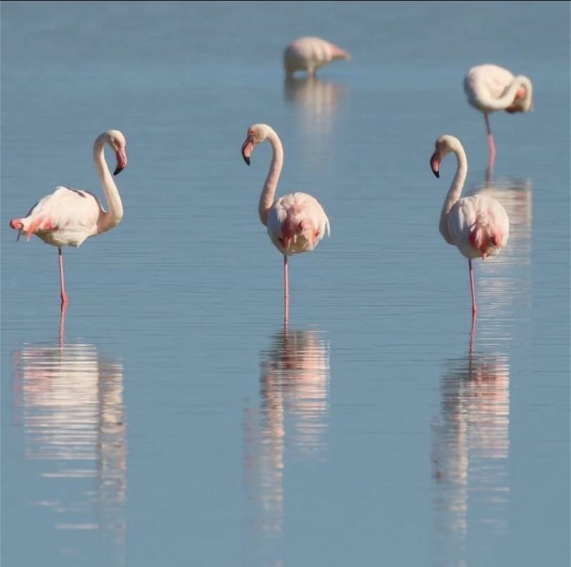 Visite d’une réserve de flamants roses